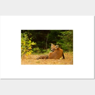 Red Fox look back - Algonquin Park Posters and Art